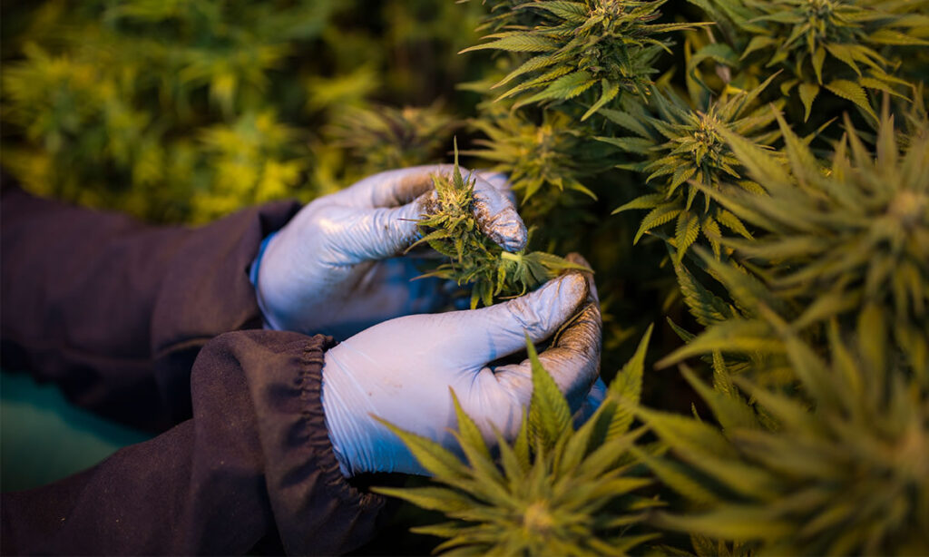 Plantacao-de-cannabis-conhecida-como-maconha-e-que-produz-o-cannabidiol